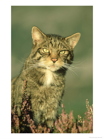 Scottish Wildcat, Felis Sylvestris Portrait Of Male, August Highlands, Scotland by Mark Hamblin Pricing Limited Edition Print image