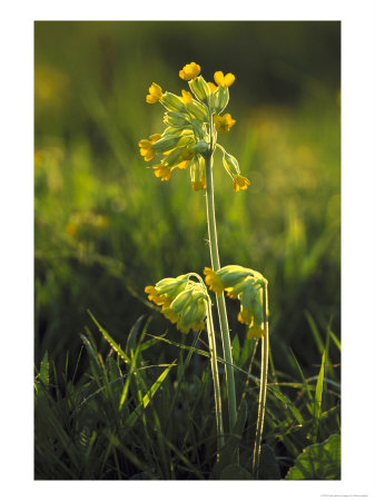 Cowslip, Backlit, Cambridgeshire, Uk by Mark Hamblin Pricing Limited Edition Print image