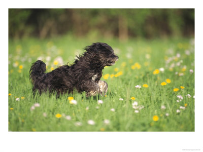 Tibetan Terrierrunning Through Meadow by Oliver Giel Pricing Limited Edition Print image