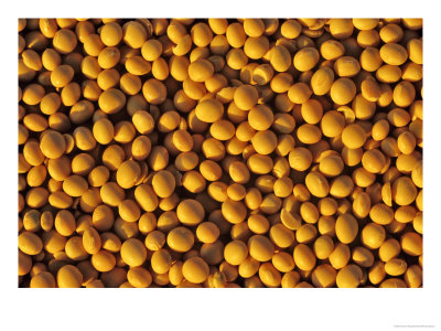 Ripe Soybeans by Chuck Haney Pricing Limited Edition Print image