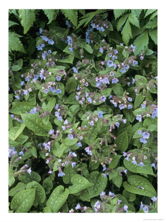 Pulmonaria Saccharata, Fruhlingshimmel by Geoff Kidd Pricing Limited Edition Print image