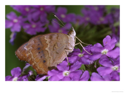 Common Buckeye Butterfly by Brian Kenney Pricing Limited Edition Print image