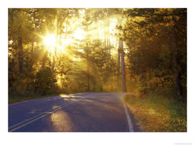 Sunbursts In Forest At Itasca State Park, Minnesota, Usa by Chuck Haney Pricing Limited Edition Print image