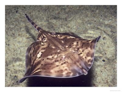 Thornback Ray, Cumbria, Uk by Paul Kay Pricing Limited Edition Print image