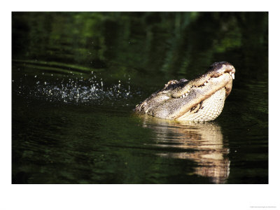 American Alligatoralligator Mississippiensiswater Dance Communicationflorida, Usa by Brian Kenney Pricing Limited Edition Print image