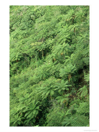 Ferns, Tanna, South Pacific by Patricio Robles Gil Pricing Limited Edition Print image