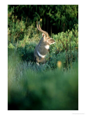 Mountain Nyala, Male, Ethiopia by Patricio Robles Gil Pricing Limited Edition Print image