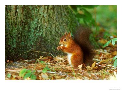 Red Squirrel, Feeding by David Boag Pricing Limited Edition Print image