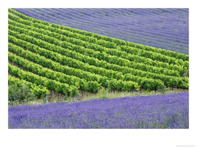 Lavender (Lavendula Species) And Grapevines (Vitis Vinifera) Drome, France by Alain Christof Pricing Limited Edition Print image