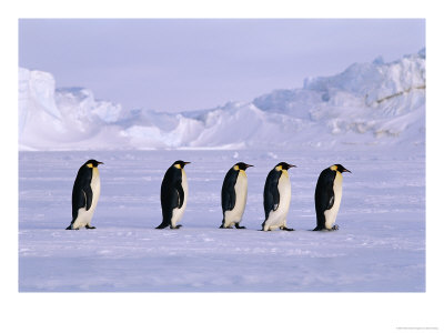 Emperor Penguins, Walking Across The Sea Ice, Antarctica by David Tipling Pricing Limited Edition Print image
