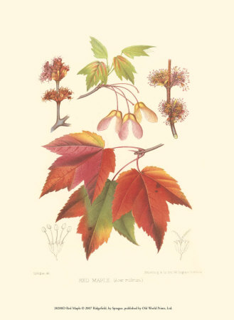 Red Maple by Sprague Pricing Limited Edition Print image