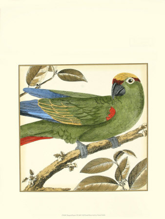 Tropical Parrot I by Martinet Pricing Limited Edition Print image