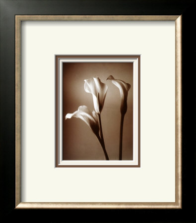 Calla Lily by Bill Philip Pricing Limited Edition Print image