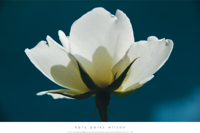 White Beauty by Katy Parks Wilson Pricing Limited Edition Print image