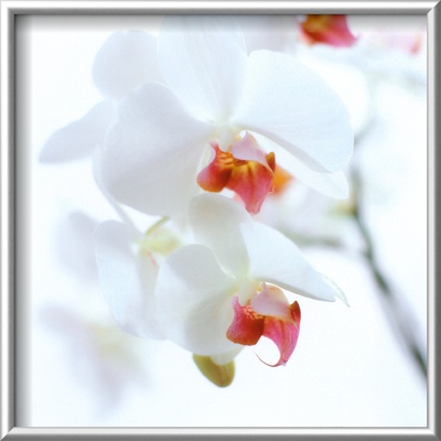 White And Pink Orchid by Cédric Porchez Pricing Limited Edition Print image