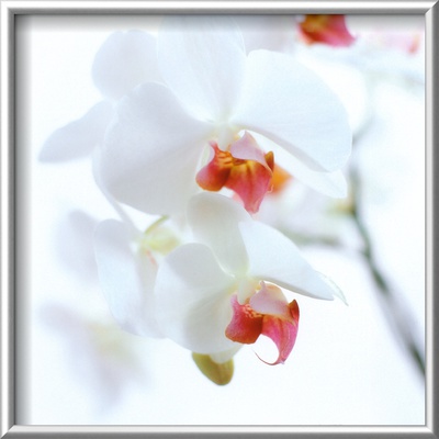 White And Pink Orchid by Cedric Porchez Pricing Limited Edition Print image