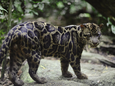 Clouded Leopard Male by Anup Shah Pricing Limited Edition Print image