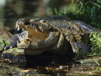 Morelet's Crocodile, With Open Mouth, Native To Belize, Guatemala And Mexico by Anup Shah Pricing Limited Edition Print image