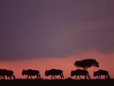 Wildebeest Silhouetted At Dusk, Masai Mara, Kenya, East Africa by Anup Shah Pricing Limited Edition Print image