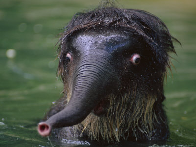 Baby Indian Elephant In Water Looking Shocked, Indian Subcontinent by Anup Shah Pricing Limited Edition Print image