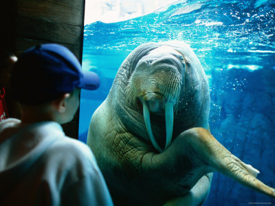 Young Boy Looking At Walrus, Sea World, San Diego, California by Eddie Brady Pricing Limited Edition Print image