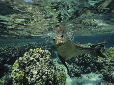 Hawaiian Monk Seal In A Coral Sea Reef, French Frigate Shoals, Hawaiian Islands by Bill Curtsinger Pricing Limited Edition Print image