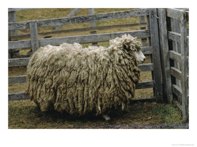 Sheep Covered In Wool, Harberton, Argentina by James L. Stanfield Pricing Limited Edition Print image
