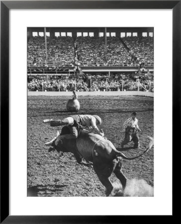 Cowboy Riding A Brahman Bull, At Iowa State Fair by John Dominis Pricing Limited Edition Print image