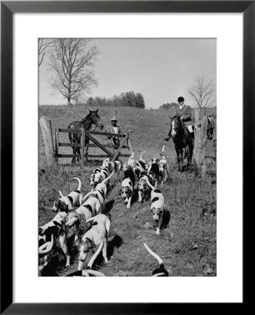 Hounds On A Fox Hunt by Peter Stackpole Pricing Limited Edition Print image