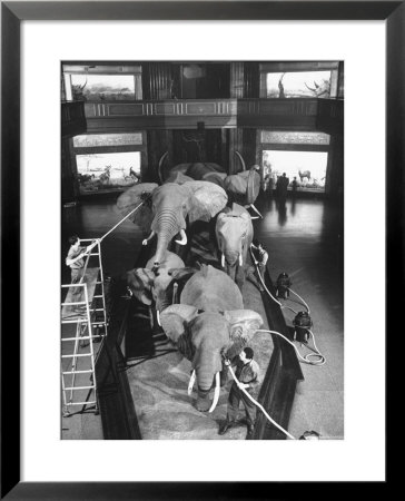 Museum Attendants Cleaning Elephants In The New York Museum Exhibits by Jack Birns Pricing Limited Edition Print image