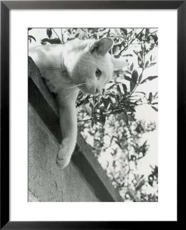 Cat Owned By Olympic Track Star Harold Connoly And Family by Bill Eppridge Pricing Limited Edition Print image