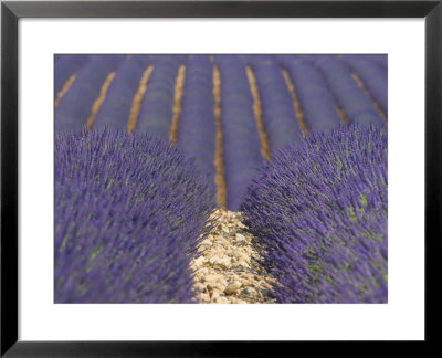 Alpes-De-Haute-Provence, Valensole, Lavendar Fields, Provence-Alpes-Cote D'azur, France by Alan Copson Pricing Limited Edition Print image