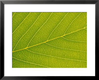 Veins Of Leaf by Jon Arnold Pricing Limited Edition Print image