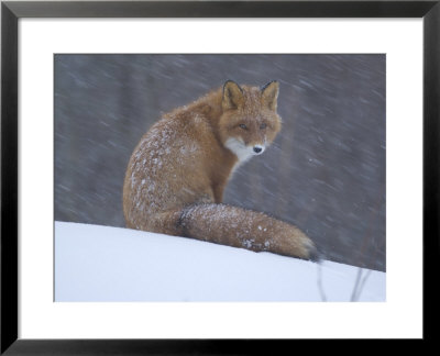 Red Fox Sitting In Snow, Kronotsky Nature Reserve, Kamchatka, Far East Russia by Igor Shpilenok Pricing Limited Edition Print image