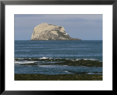 Bass Rock Gannetry, From The North Berwick Shore, East Lothian, Scotland, United Kingdom by Roy Rainford Pricing Limited Edition Print image