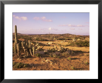 Alto Vista Cactus Desert, Aruba, West Indies, Dutch Caribbean, Central America by Sergio Pitamitz Pricing Limited Edition Print image