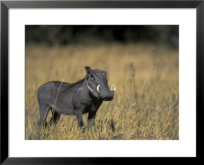 Warthog, Phacochoerus Africanus, Chobe National Park, Savuti, Botswana, Africa by Thorsten Milse Pricing Limited Edition Print image