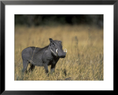 Warthog, Phacochoerus Africanus, Chobe National Park, Savuti, Botswana, Africa by Thorsten Milse Pricing Limited Edition Print image