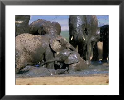 African Elephant (Loxodonta Africana) Mudbathing, Addo National Park, South Africa, Africa by Steve & Ann Toon Pricing Limited Edition Print image