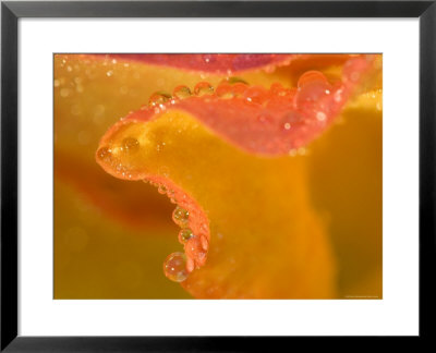 Abstract Of Flower Petal In Rain by Nancy Rotenberg Pricing Limited Edition Print image