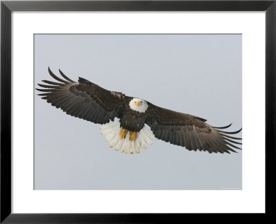 Bald Eagle Flying With Full Wingspread, Homer, Alaska, Usa by Arthur Morris Pricing Limited Edition Print image