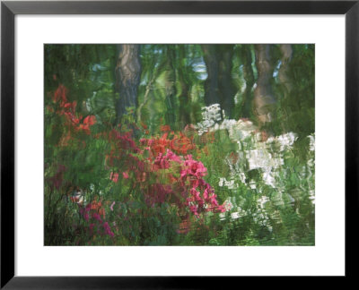 Azalea Reflection In Pond, Georgia, Usa by Nancy Rotenberg Pricing Limited Edition Print image