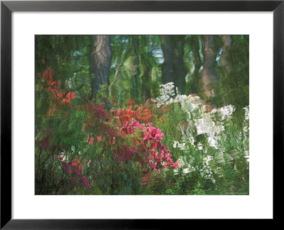 Azalea Reflection In Pond, Georgia, Usa by Nancy Rotenberg Pricing Limited Edition Print image
