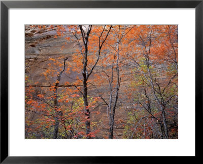 Fall Color In Zion National Park, Utah, Usa by Diane Johnson Pricing Limited Edition Print image