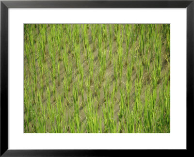 Rice Growing In 2000 Year Old Rice Terraces, Banaue, Luzon, Philippines, Asia by Maurice Joseph Pricing Limited Edition Print image