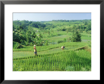 Rice Terraces Near Jatiluwih, Bali, Indonesia by Gavin Hellier Pricing Limited Edition Print image