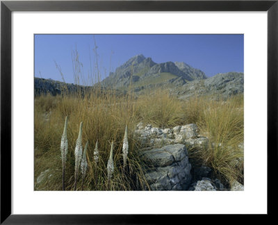 View To Puigmayor, The Highest Peak On The Island, Majorca (Mallorca), Balearic Islands, Spain by Ruth Tomlinson Pricing Limited Edition Print image