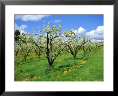 Blossom On Pear Trees In Orchard, Holt Fleet, Worcestershire, England, Uk, Europe by David Hunter Pricing Limited Edition Print image