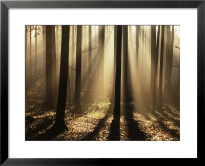 Foggy Forest And Sunrays, Bayerischer Wald, Germany, Europe by Jochen Schlenker Pricing Limited Edition Print image