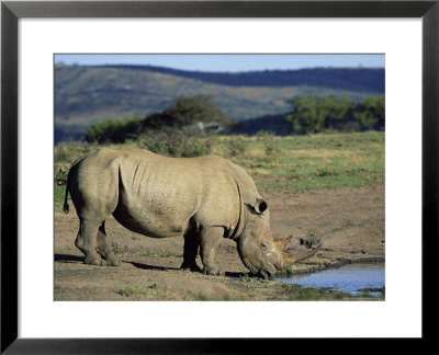 White Rhinoceros (Rhino), Ceratotherium Simum, At Water, Hluhluwe, South Africa, Africa by Ann & Steve Toon Pricing Limited Edition Print image
